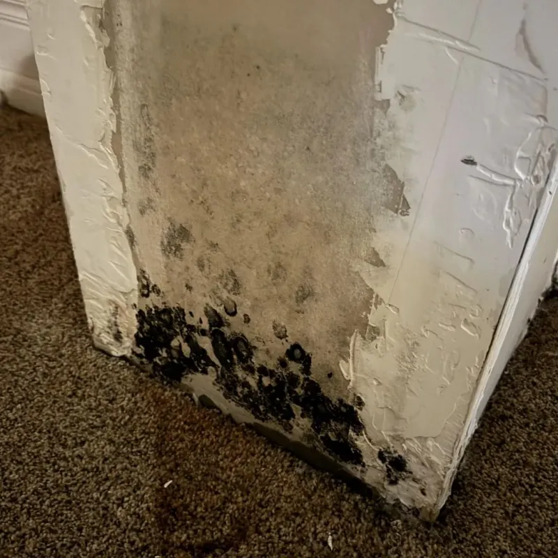 Professional Mold Removal in Mantua, VA